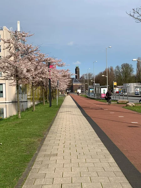 Beyaz, açık pembe kiraz çiçeği (Sakura)