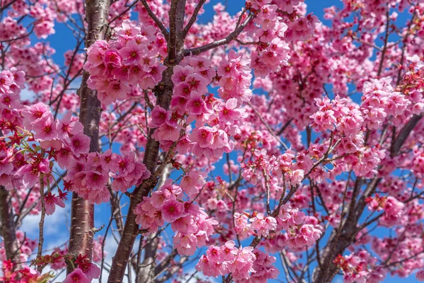 Beyaz, açık pembe kiraz çiçeği (Sakura)