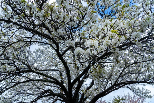 Beyaz, açık pembe kiraz çiçeği (Sakura)