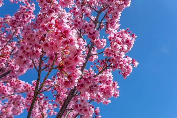 淡粉樱桃花 — 图库照片