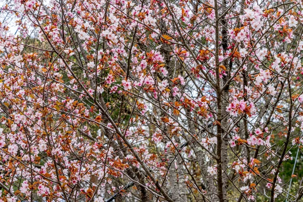 Beyaz, açık pembe kiraz çiçeği (Sakura)