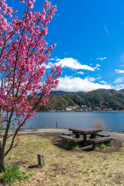 Beyaz, açık pembe kiraz çiçeği (Sakura)