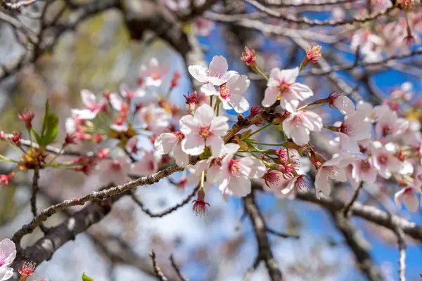 Beyaz, açık pembe kiraz çiçeği (Sakura)