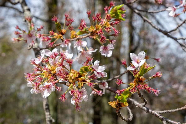 Beyaz, açık pembe kiraz çiçeği (Sakura)