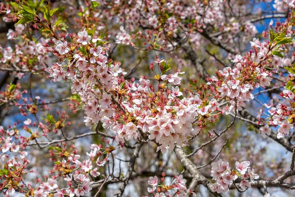Weiße Blassrosa Kirschblüte Sakura — Stockfoto