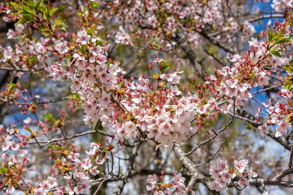 Branco Rosa Pálido Flor Cereja Sakura — Fotografia de Stock