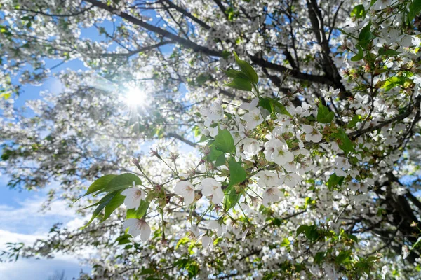 Beyaz, açık pembe kiraz çiçeği (Sakura)