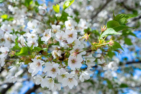 Beyaz, açık pembe kiraz çiçeği (Sakura)