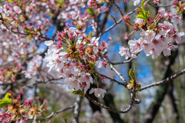 Beyaz, açık pembe kiraz çiçeği (Sakura)