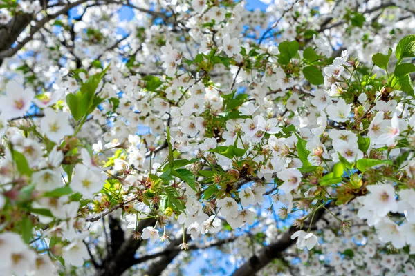Beyaz, açık pembe kiraz çiçeği (Sakura)