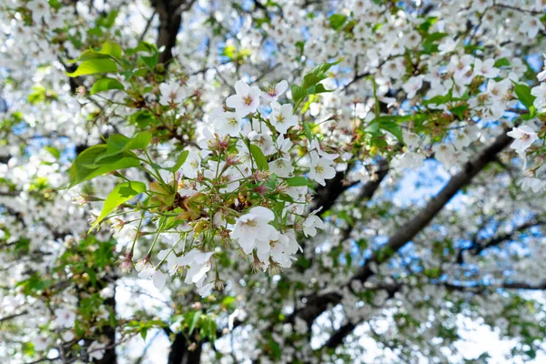 Beyaz, açık pembe kiraz çiçeği (Sakura)