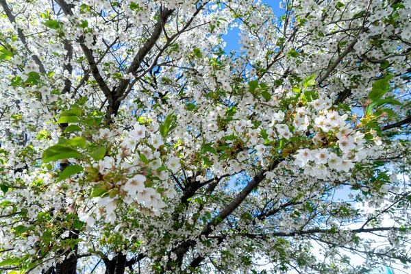 Biały Bladoróżowy Kwiat Wiśni Sakura — Zdjęcie stockowe