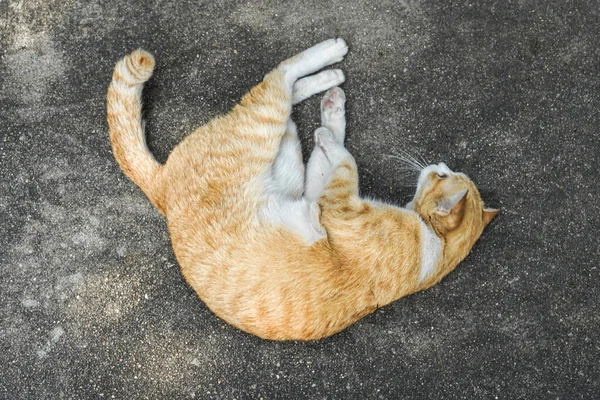 Beton zeminde kızıl kedi