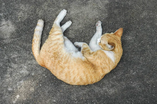 Beton zeminde kızıl kedi