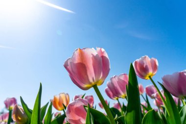 Hollanda 'nın renkli laleleri