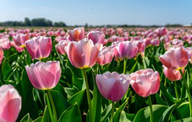 Hollanda 'nın renkli laleleri