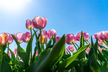 Hollanda 'nın renkli laleleri