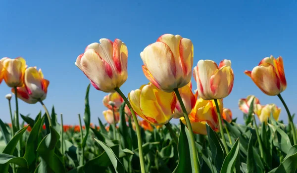 Hollanda 'nın renkli laleleri