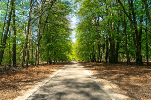 Baharda Yeşil Orman Yolu