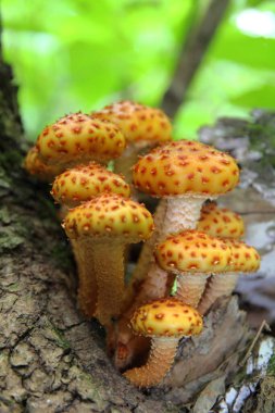 Gölde sazan balığı var. Bu yarı yerli sazanları Astrakhan bölgesindeki Sergievka köyünün yakınındaki bir depoda gördüm..