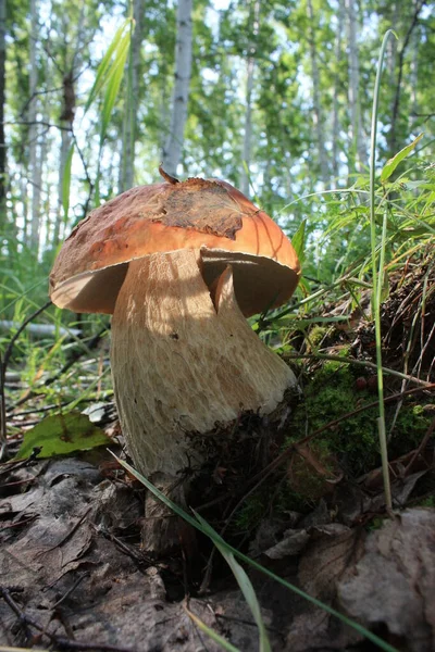 Bogatyr Mushroom Boletus Largest Porcini Mushroom Met Village Dubrovka Omsk — Stock Photo, Image