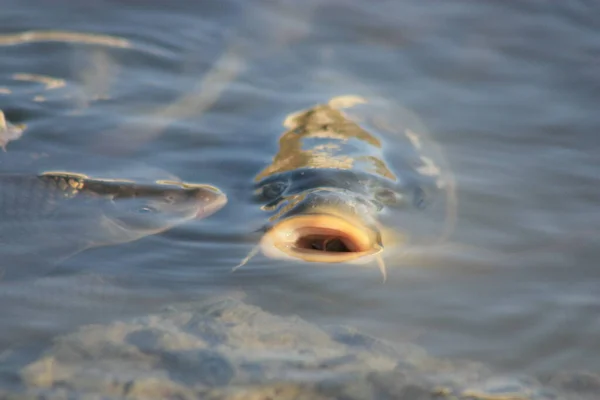 Common carp in the pond. I saw these semi-domestic carp in a storage pond near the village of Sergievka in the Astrakhan region.