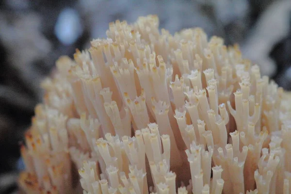 Cogumelos Sibéria Cogumelo Coral Todos Anos Colhendo Cogumelos Omskareas Encontro — Fotografia de Stock