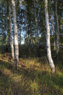 Sibirya Ormanı. Burası ormanın sıradan bir bölgesi gibi görünebilir, ama içinde bir şey var ki, büyülüyor, dikkati çekiyor..