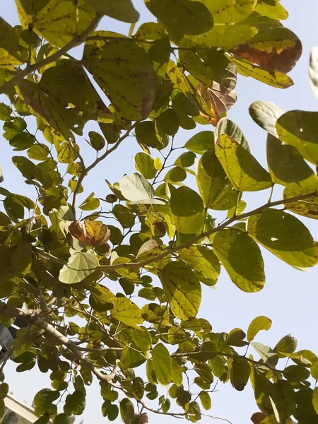 bir gökyüzünde orta yeşil yapraklar