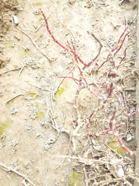 Topraktaki bir bitkinin kuru kökleri