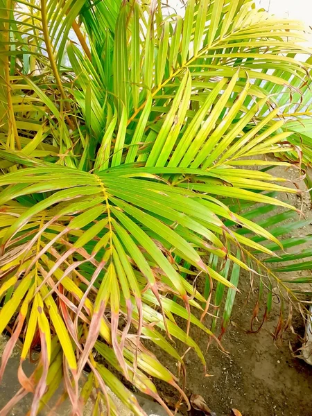 Lange Droge Bladeren Van Een Plant — Stockfoto