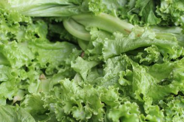 lechuga en mercado honduras