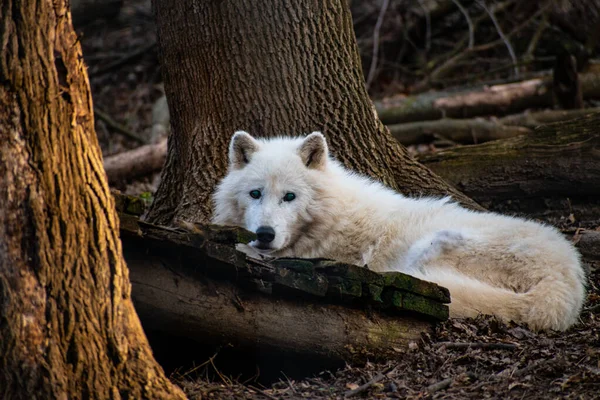 White Wolf Staring Camera — Stock Photo, Image