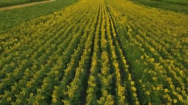 Ayçiçeği tarlasında uçmak 
