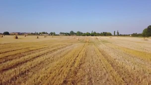 Volando sobre un hermoso campo con pacas de heno. Imágenes aéreas de drones 4k — Vídeo de stock