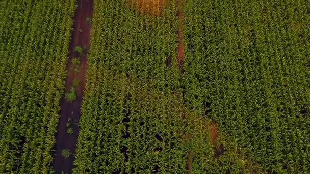 Luftaufnahme von Maisfeldern, die mit einem zentralen Schwenksystem auf einer großen Maisfarm bewässert werden. Drohnenaufnahmen aus der Luft 4k — Stockvideo