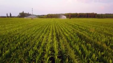 Geniş ölçekli bir mısır tarlasında merkez pivot sistemi ile sulanan mısır tarlalarının havadan görüntüsü. Hava aracı görüntüleri 4k