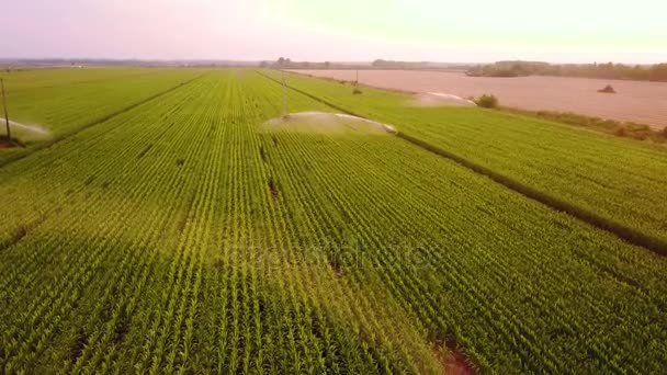 Vista aérea de campos de maíz siendo irrigados con sistema de pivote central en una granja de maíz a gran escala. Imágenes aéreas de drones 4k — Vídeos de Stock