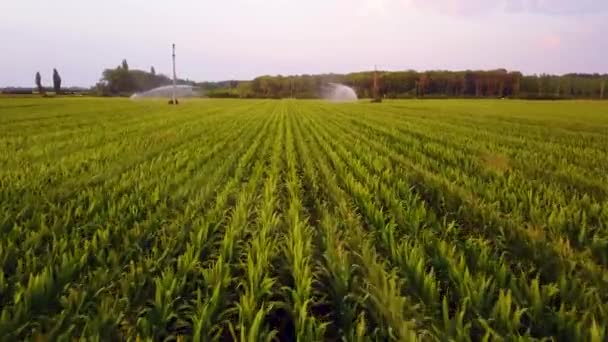 Aerial view of corn fields being irrigated with center pivot system on a large scale corn farm .  Aerial drone footage 4k — Stock Video