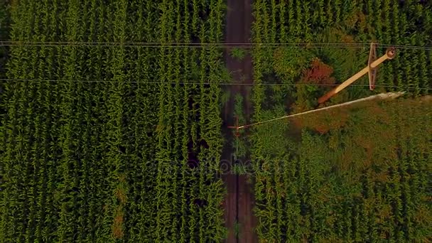 Geniş ölçekli bir mısır tarlasında merkez pivot sistemi ile sulanan mısır tarlalarının havadan görüntüsü. Hava aracı görüntüleri 4k — Stok video