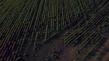Yeşil bezelye tarlasında uçuyor. Hava İncelemesi 
