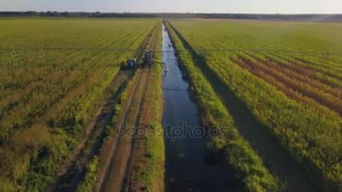 Yeşil bezelye tarlasında uçuyor. Hava İncelemesi 