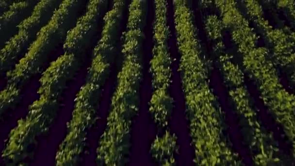 Flying over the field of green peas. Aerial survey — Stock Video