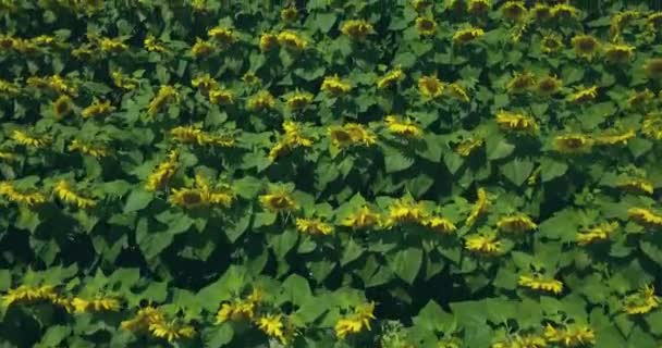 Vuelo Sobre Campo Girasoles — Vídeo de stock