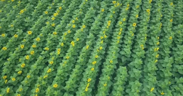 survol d'un champ de tournesols 