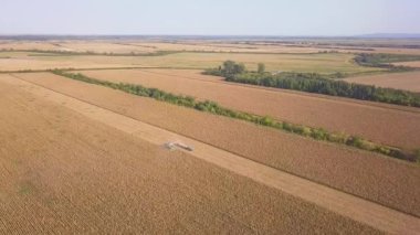 Kırsal arazinin havadan görünüşü. Tarlada çalışan bir biçerdöver tohum toplar. Yaz sonunda mısır hasadı. Tarımsal mısır biçme makinesi. Kuş bakışı bir drone görüntüsü