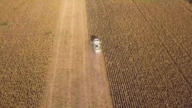 Kırsal arazinin havadan görünüşü. Tarlada çalışan bir biçerdöver tohum toplar. Yaz sonunda mısır hasadı. Tarımsal mısır biçme makinesi. Kuş bakışı bir drone görüntüsü