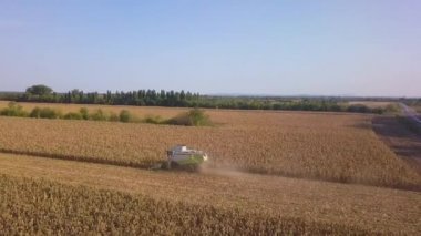 Kırsal arazinin havadan görünüşü. Tarlada çalışan bir biçerdöver tohum toplar. Yaz sonunda mısır hasadı. Tarımsal mısır biçme makinesi. Kuş bakışı bir drone görüntüsü