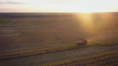 Kırsal arazinin havadan görünüşü. Tarlada çalışan bir biçerdöver tohum toplar. Yaz sonunda mısır hasadı. Tarımsal mısır biçme makinesi. Kuş bakışı bir drone görüntüsü