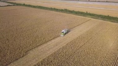 Kırsal arazinin havadan görünüşü. Tarlada çalışan bir biçerdöver tohum toplar. Yaz sonunda mısır hasadı. Tarımsal mısır biçme makinesi. Kuş bakışı bir drone görüntüsü